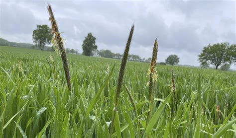 Herbizide letzte Chance im Frühjahr Bayerisches