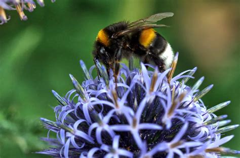 Le risque dallergies au pollen élevé dans lAude et les Pyrénées