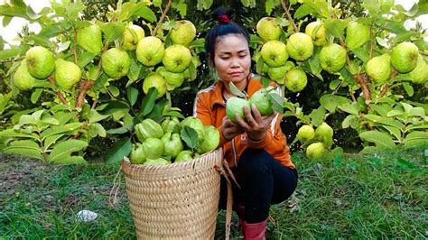 Harvesting Guava Goes To The Market Sell Taking Care Of The Green