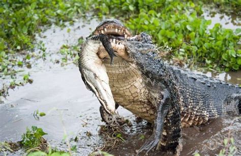 Alligator Eats Alligator | Animals