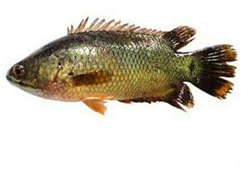 Koi Fish In Kolkata Latest Price And Mandi Rates From Dealers In Kolkata