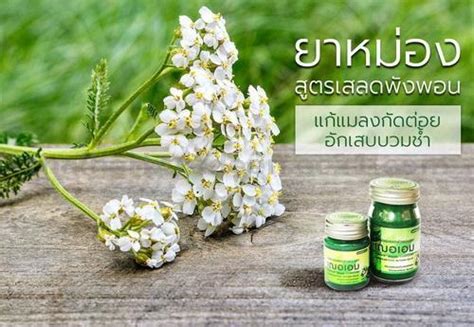 Green Balm Clinacanthus Nutans Balm Thai Herbal Cheriam(id:11457926 ...