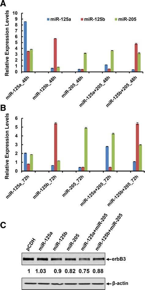 Ectopic Expression Of Mir 125a Mir 125b Andor Mir 205 Via Transient