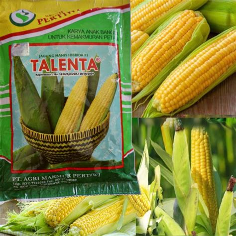 Benih Jagung Manis Talenta 250 Gram Jagung Manis Pertiwi Lazada