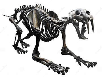 Saber tooth tiger skeleton stock image. Image of background - 258198053