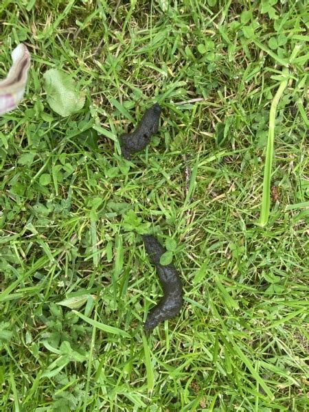 Strange animal poop in garden-identification please? | Mumsnet