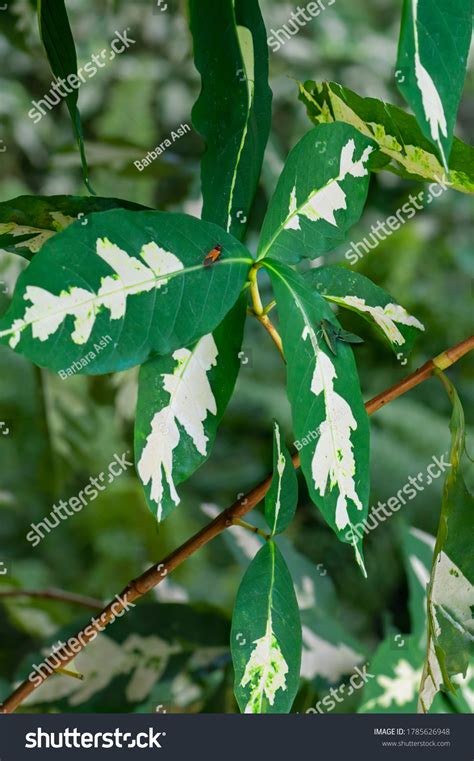 Tropical Graptophyllum Pictum Caricature Plant Deep Stock Photo