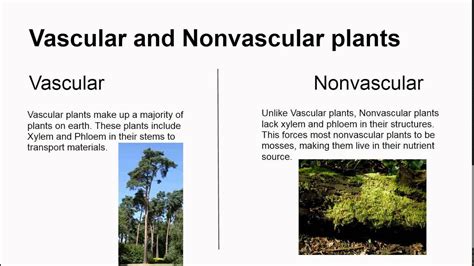 Nonvascular Vs Vascular Plants Youtube