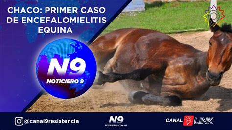 Chaco Primer Caso De Encefalomielitis Equina Noticiero Youtube