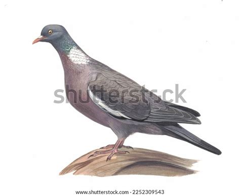 Realistic Color Scientific Illustration Common Wood Stock Illustration