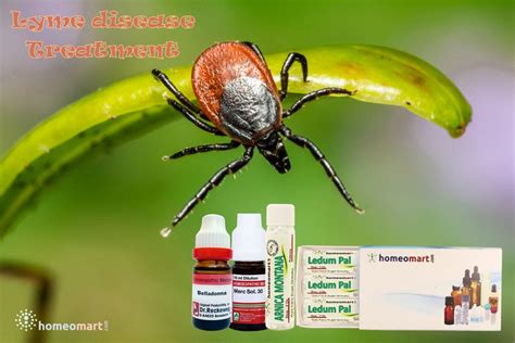 Effective Homeopathic First Aid Treatments For Insect Bites And Stings Homeomart