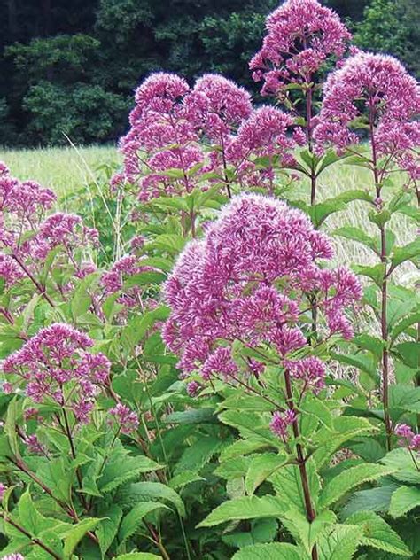 Purple Node Joe Pye Weed Seed Eupatorium Purpureum Seed