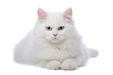 Curiosidades Sobre Los Gatos Blancos