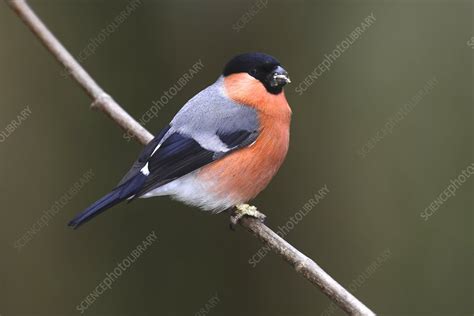 Bullfinch Stock Image C0512690 Science Photo Library