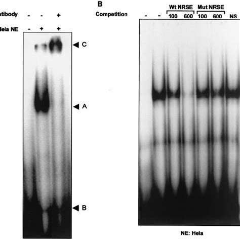 Sequence Speci Fi C Binding Activity Of Rest To The Human Ib1 Nrse A Download Scientific