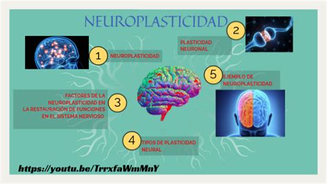 Neuroplasticidad