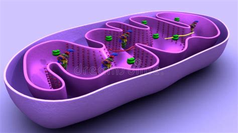 Mitochondria Or Membrane Bound Cell Organelles 3d Illustration Stock Illustration Illustration