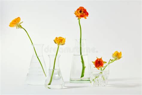 Front View Of Flower Stems Arranged In Glass Vases On A White