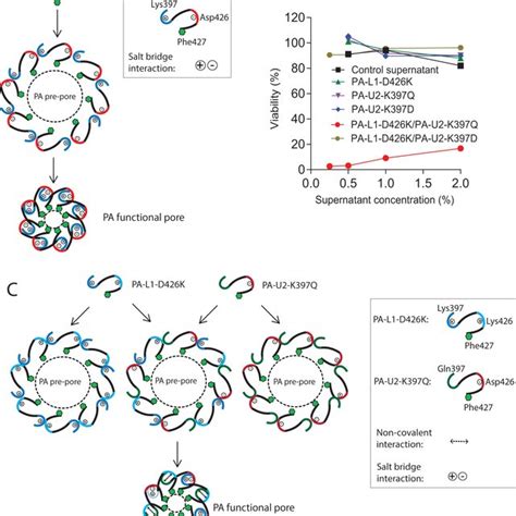 PA Variants With Defects In Functional Pore Formation A Schematic