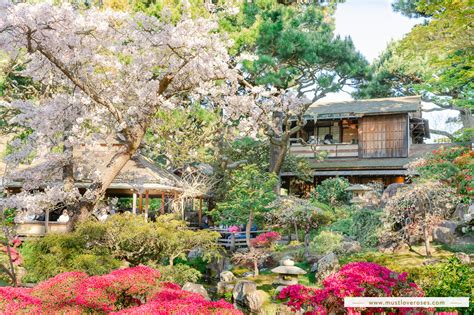 Cherry Blossoms Are Blooming at the Japanese Tea Garden in San Francisco!