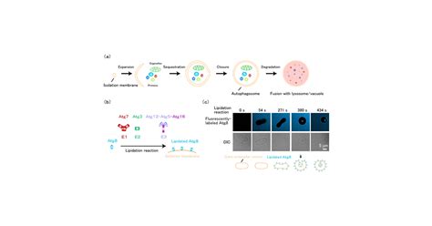 JST Press Release Elucidating The Mechanism Of Autophagosomes Shaping