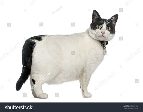 Fat Black Cat Images: Browse 10,575 Stock Photos & Vectors Free ...