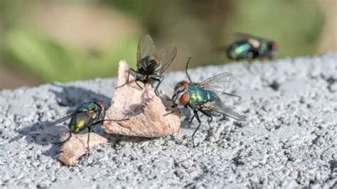 Woman Shares Easy Trick To Keep Flies Away For Good Dengarden