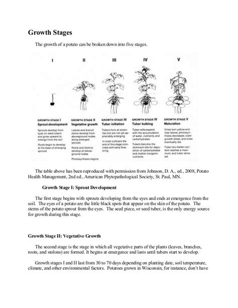 Potato growth stages