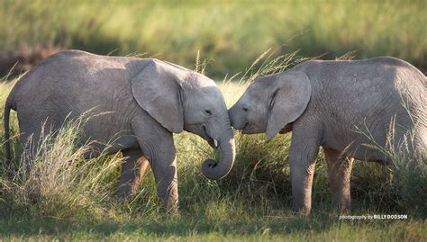 African Elephant Habitat Loss