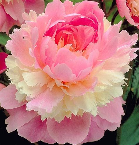 Peony Paeonia Lactiflora Sorbet Cottage Garden Plants And Seeds