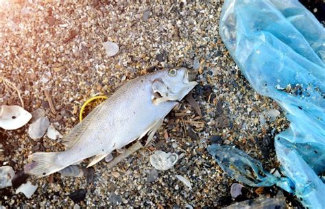 Potentially Disastrous Effects Of Ocean Plastic On Marine Species