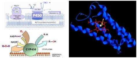 Citocromos P Definici N Funci N Y Fases De Esta Familia De