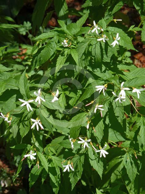 Gillenia Trifoliata Bowman S Root Indian Physic Information Photos