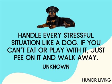 65+ Funny Dog Quotes to Make You Bark With Laughter - Humor Living