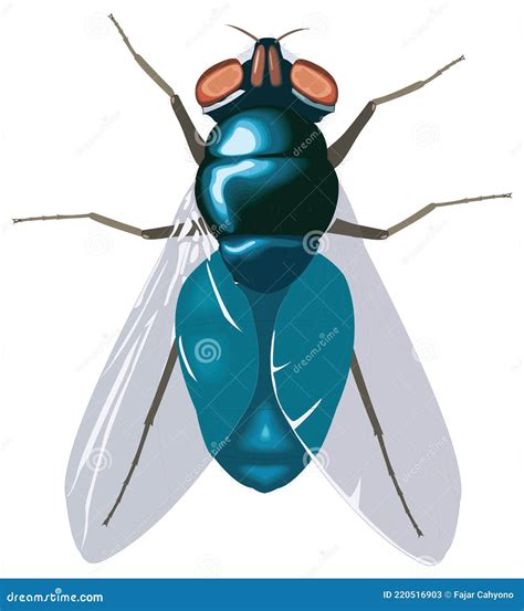 Blue Flies Fly Insect Vector Illustration Transparent Background Stock