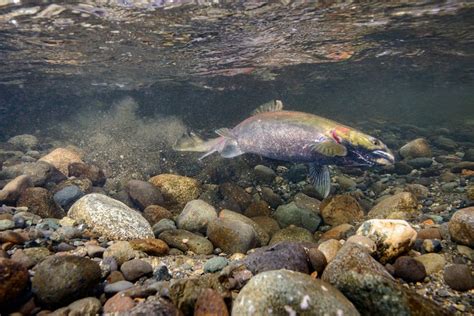 Eiko Jones Stock | Coho Salmon Underwater Images (Spawning Behavior)