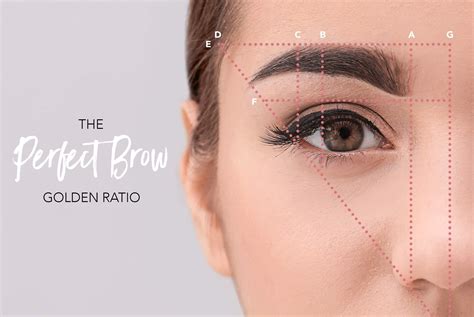 The Perfect Brow Golden Ratio Eyebrowshapes Eyebrow Shaping Eyebrow