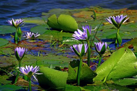 Free Images Nature Grass Blossom Meadow Leaf Flower Purple