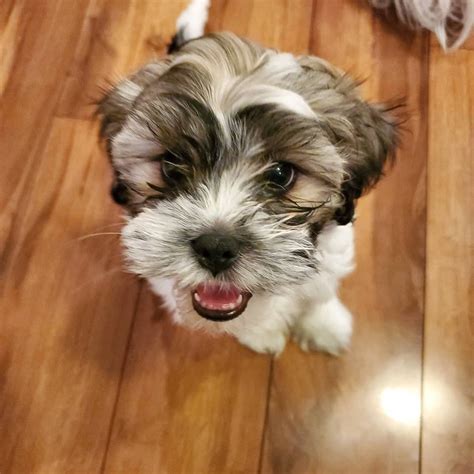 Climatesense: Shih Tzu Bichon Mix Puppy For Sale