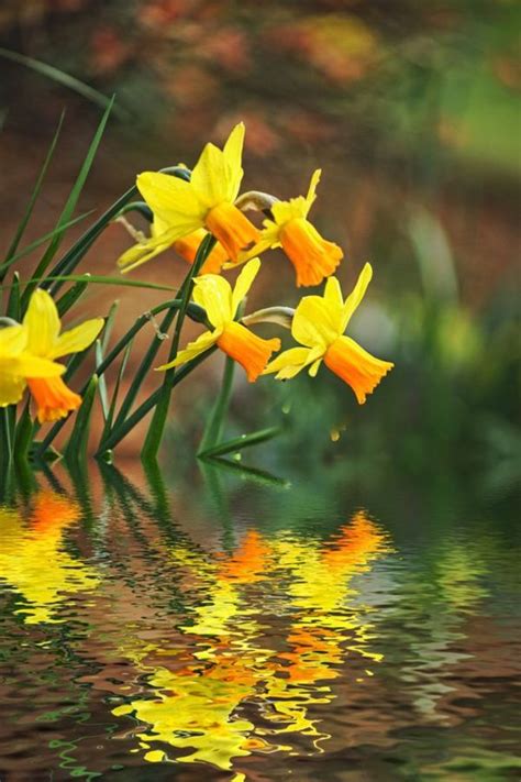 6 Fun Facts About Daffodils – The Humble Gardener