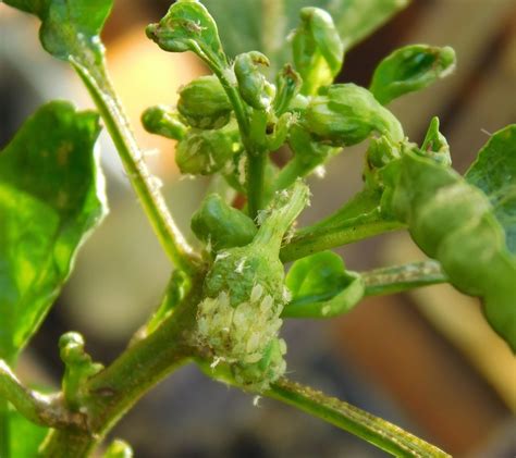 Green Bugs On Pepper Plants Octopussgardencafe