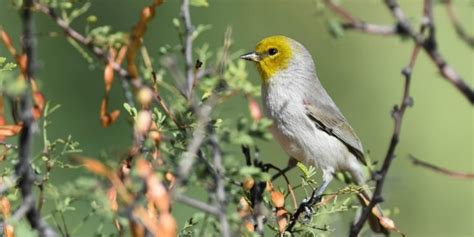 Smallest Birds In The World Tiniest Bird Species Ranked