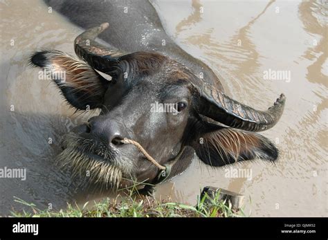 Buffalo Swim Hi Res Stock Photography And Images Alamy