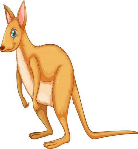 Royalty Free Wallaby Clip Art Vector Images And Illustrations Istock