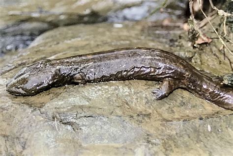 Hellbender In April By Eric Soehren Aza Field Trip Hosted By The