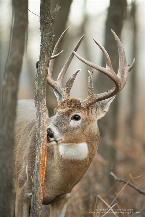 Whitetail Deer Photography - Whitetail Deer Photography