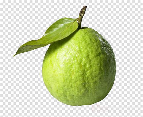 Free Guava Cliparts, Download Free Guava Cliparts png images, Free ...