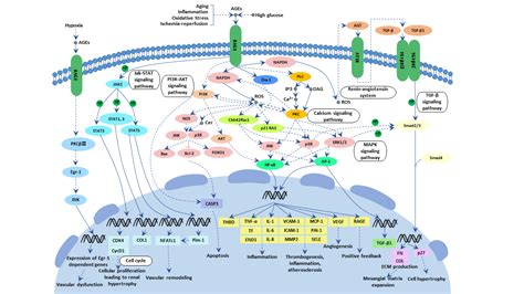 AGE RAGE信号通路signaling pathway 武汉华美生物 beplay平台稳吗