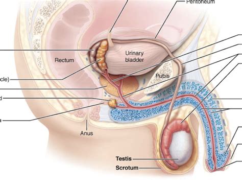 Reproductive System Male Reproduction Diagram Quizlet