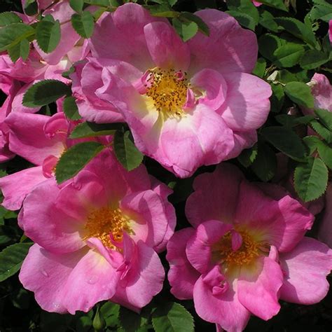 Just Joey Shrub Rose Quality Roses Direct From Grower